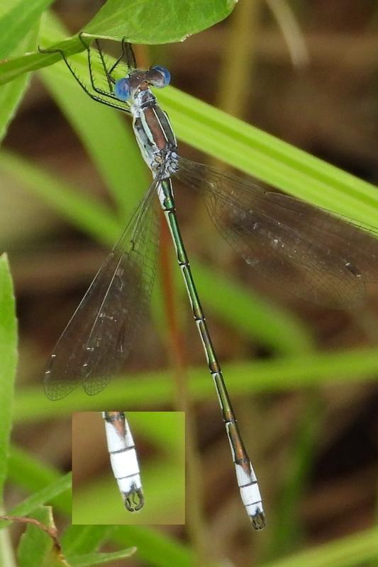 Photo of Lyre-tipped Spreadwing