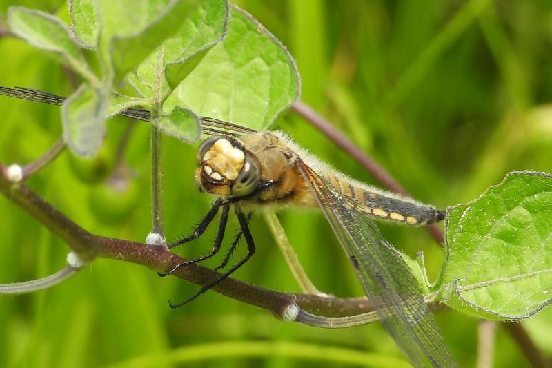 Photo of Four-spotted Skimmer