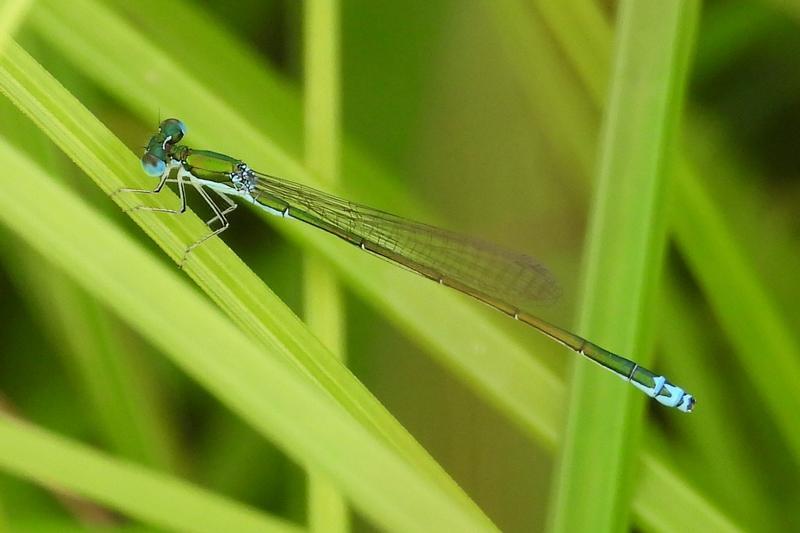 Photo of Sedge Sprite