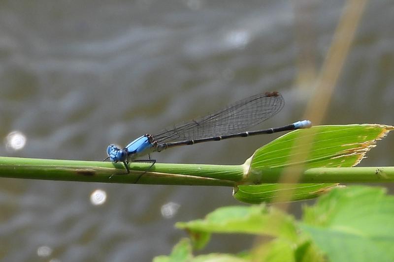 Photo of Blue-fronted Dancer