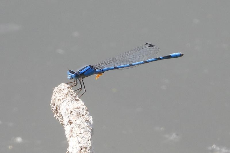 Photo of Familiar Bluet