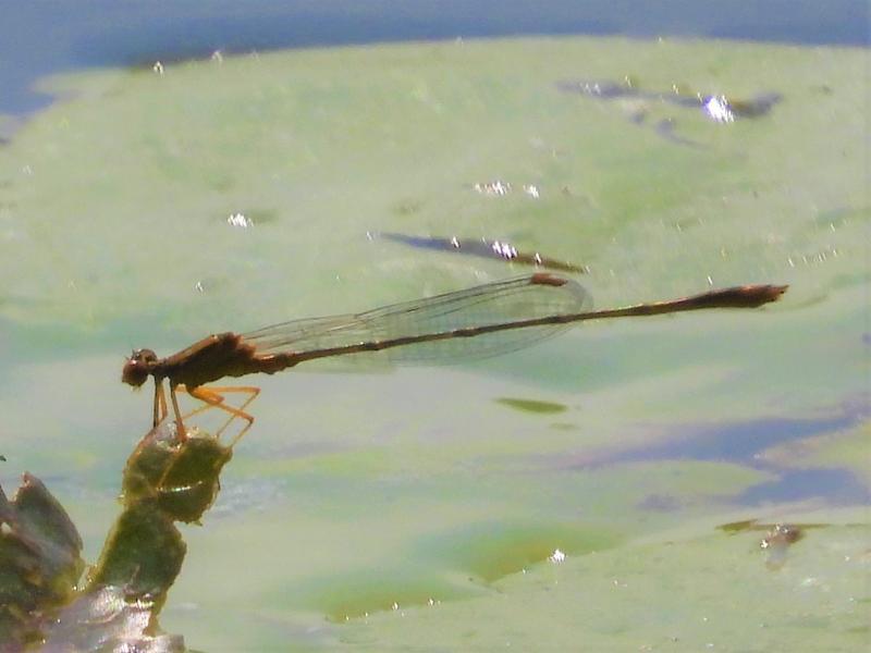 Photo of Orange Bluet