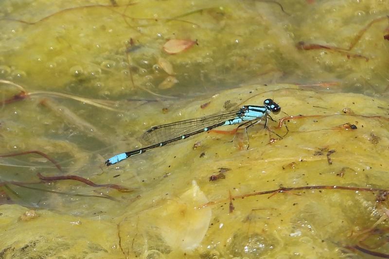 Photo of Skimming Bluet