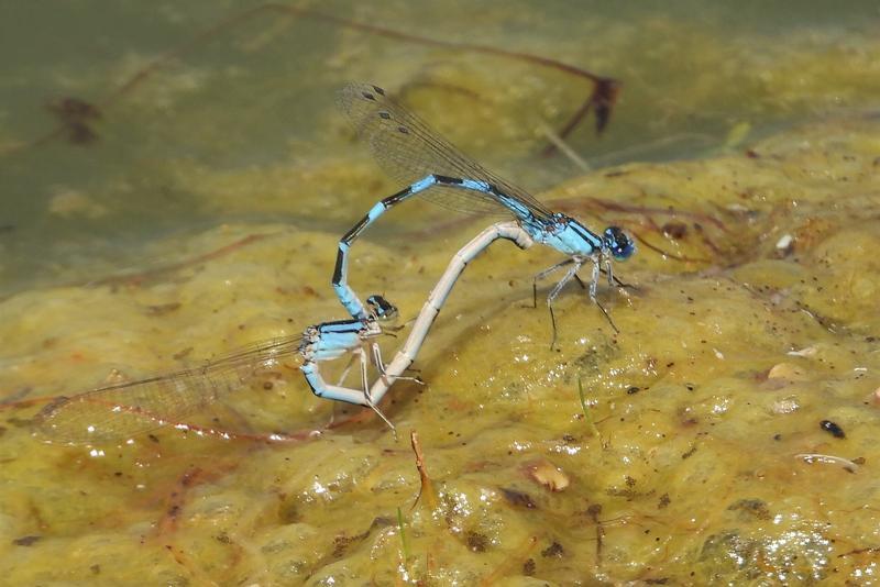 Photo of Tule Bluet