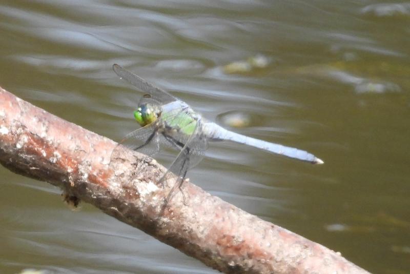 Photo of Eastern Pondhawk