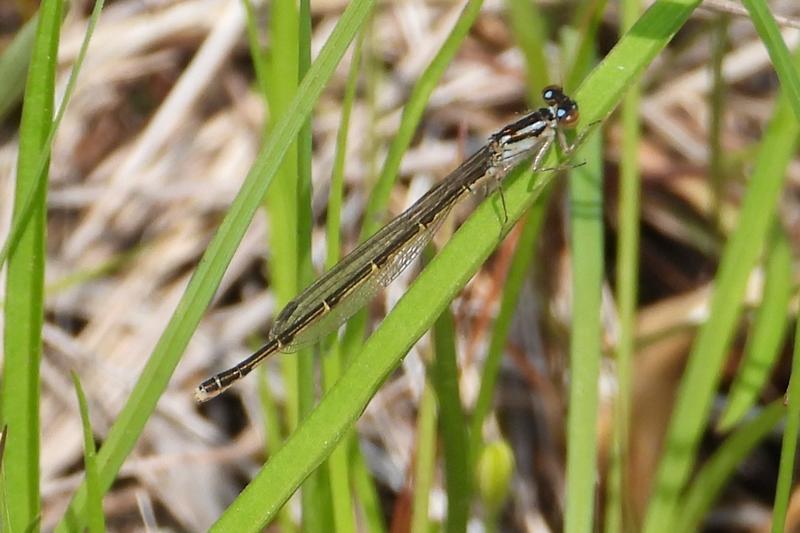 Photo of Eastern Forktail