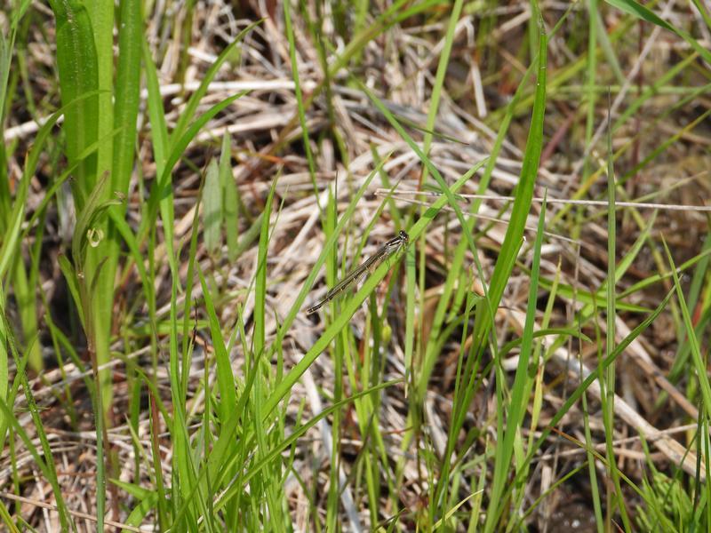 Photo of Fragile Forktail