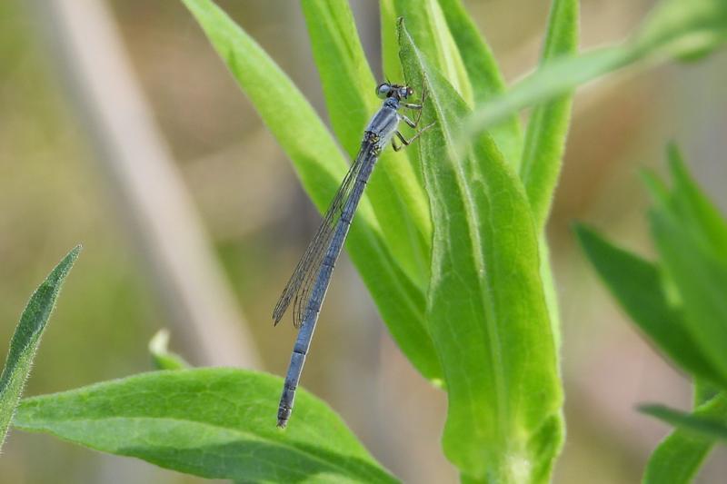 Photo of Eastern Forktail