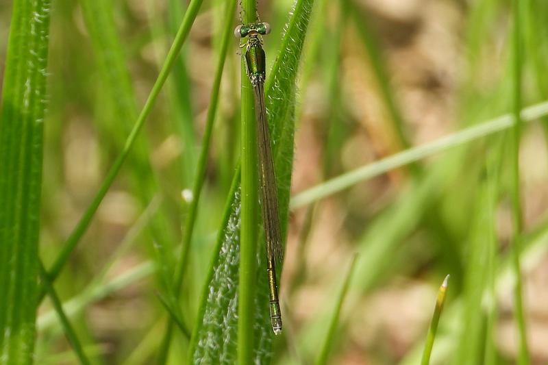 Photo of Sedge Sprite