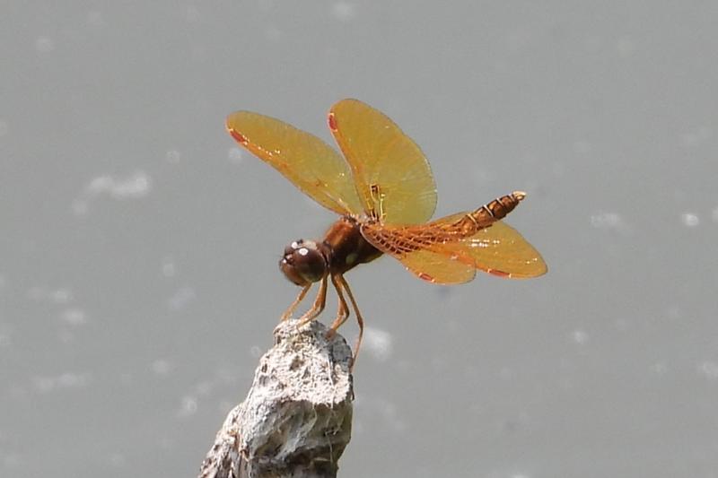 Photo of Eastern Amberwing