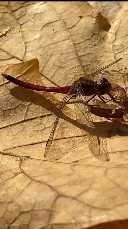 Photo of Autumn Meadowhawk