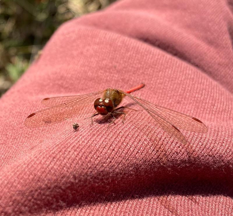 Photo of Autumn Meadowhawk