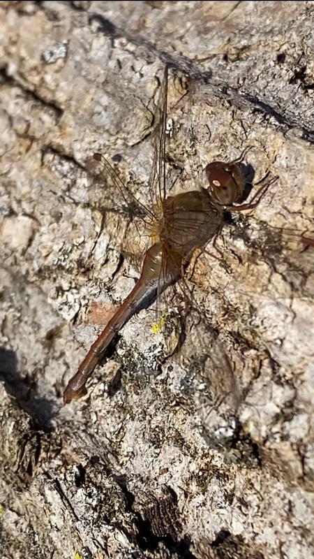 Photo of Autumn Meadowhawk