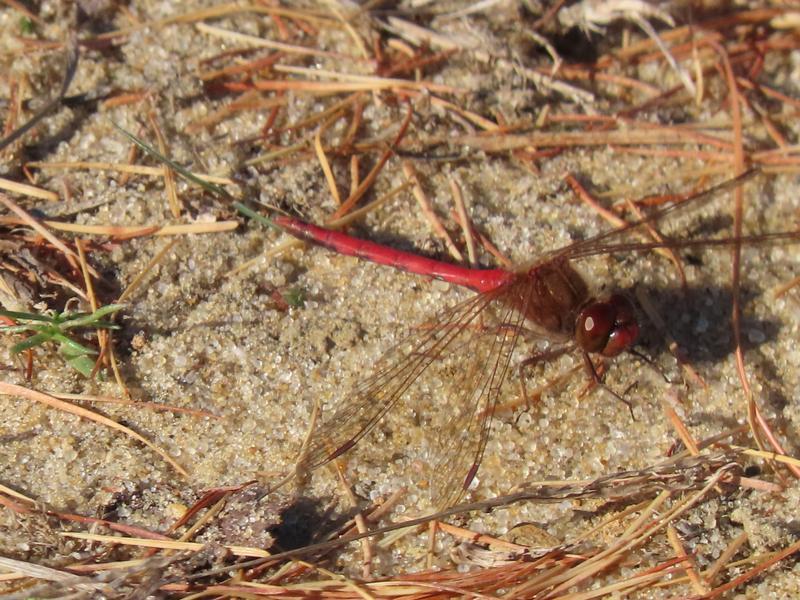 Photo of Autumn Meadowhawk