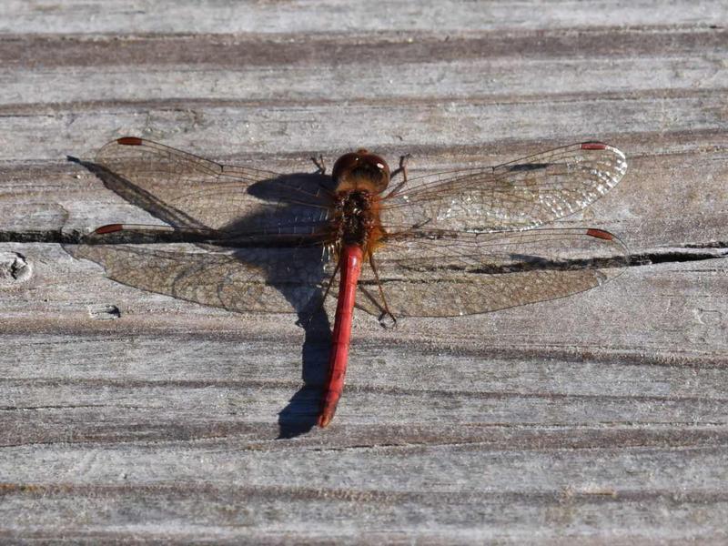 Photo of Autumn Meadowhawk