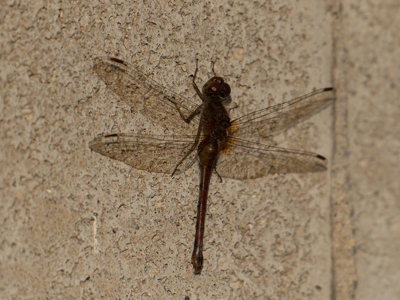 Photo of Autumn Meadowhawk