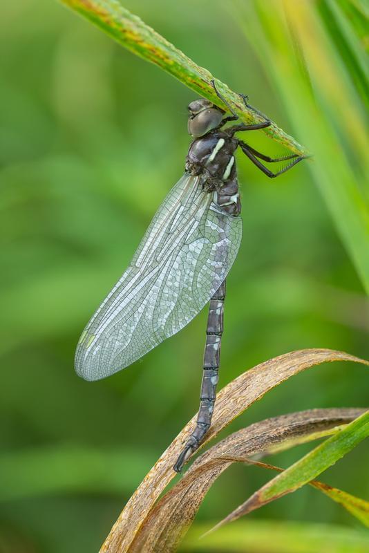 Photo of Shadow Darner