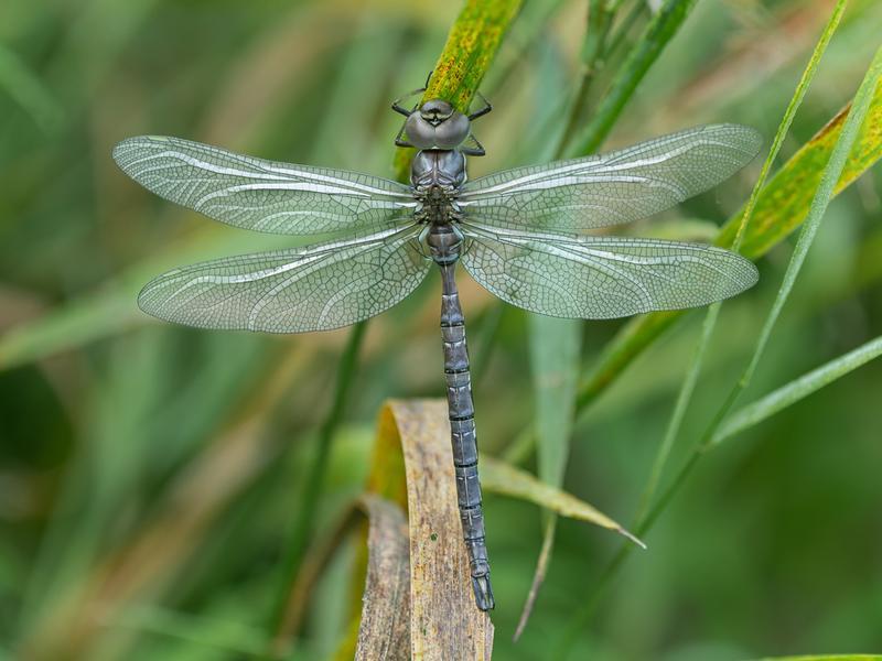 Photo of Shadow Darner