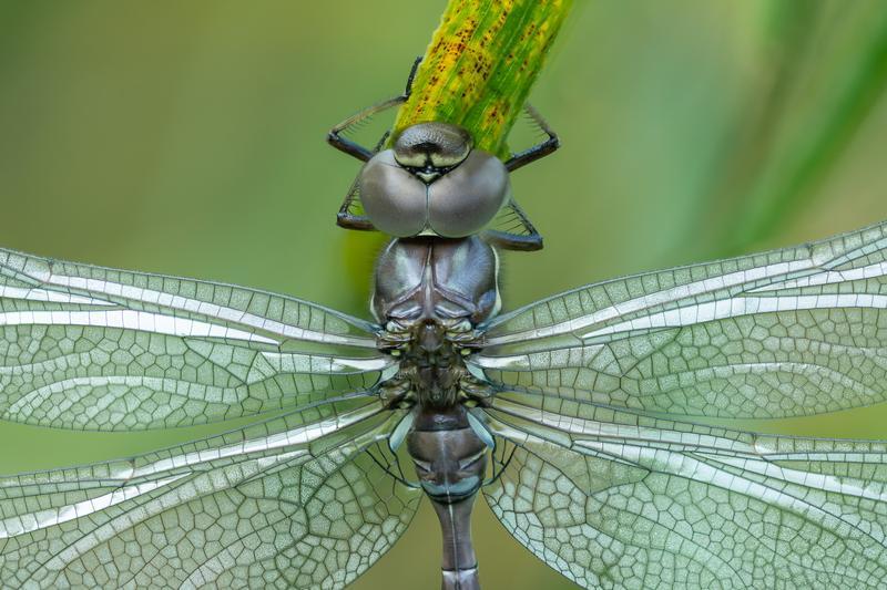 Photo of Shadow Darner