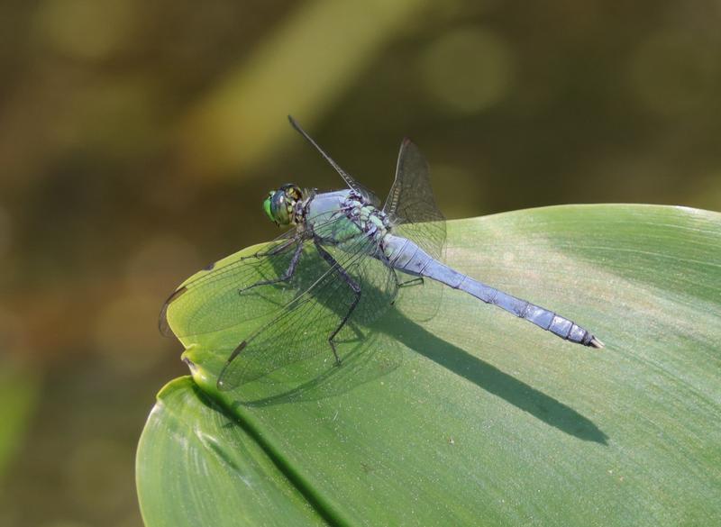 Photo of Eastern Pondhawk