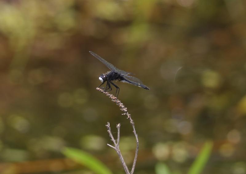 Photo of Dot-tailed Whiteface