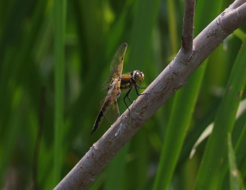 Photo of Four-spotted Skimmer