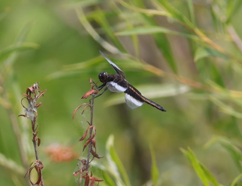 Photo of Widow Skimmer