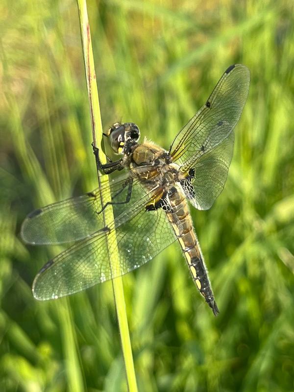 Photo of Four-spotted Skimmer