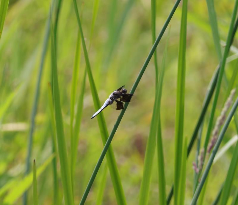 Photo of Common Whitetail