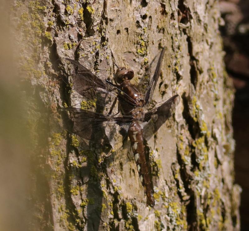 Photo of Common Whitetail