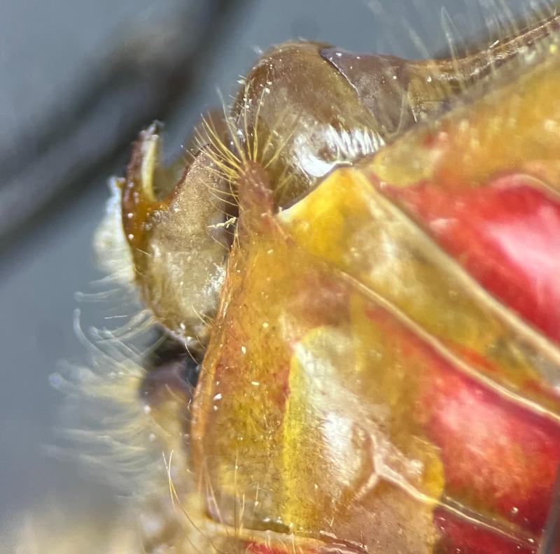 Photo of Ruby Meadowhawk