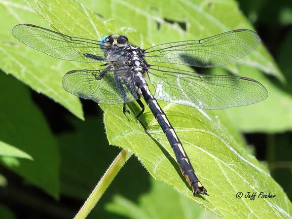 Photo of Horned Clubtail