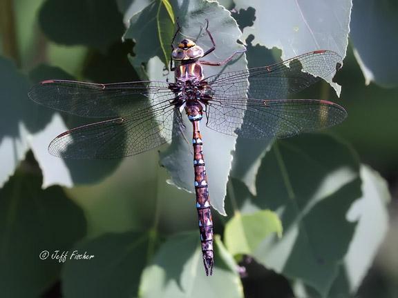 Photo of Springtime Darner