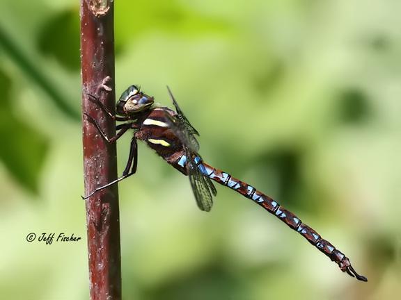 Photo of Springtime Darner