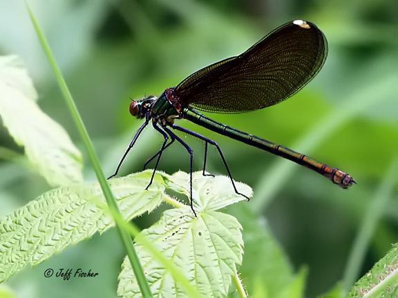 Photo of Ebony Jewelwing