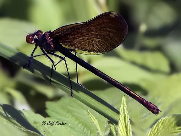 Photo of Ebony Jewelwing