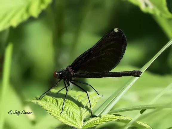 Photo of Ebony Jewelwing