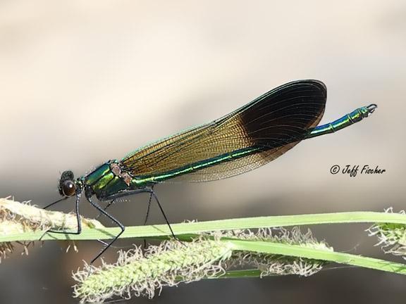 Photo of River Jewelwing