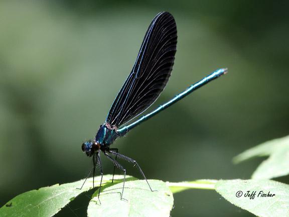 Photo of Ebony Jewelwing