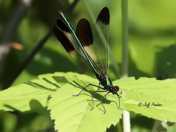 Photo of River Jewelwing