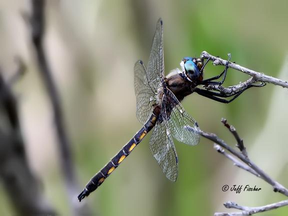 Photo of Beaverpond Baskettail