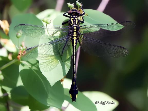 Photo of Cobra Clubtail