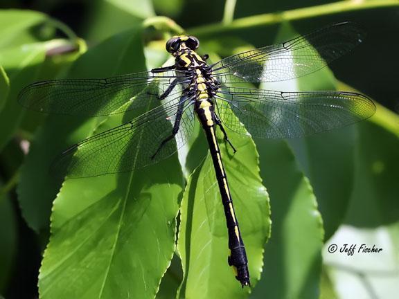 Photo of Splendid Clubtail