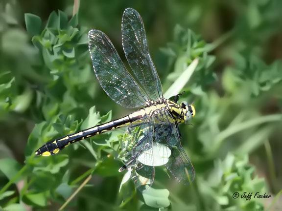 Photo of Midland Clubtail