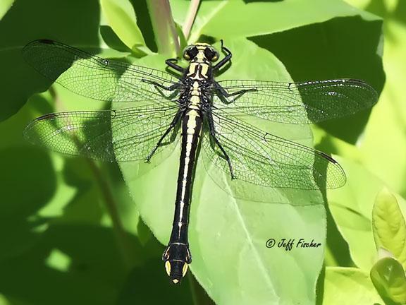 Photo of Skillet Clubtail