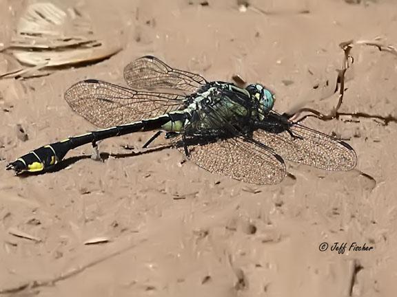 Photo of Midland Clubtail