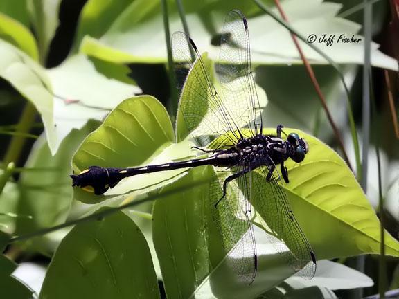 Photo of Cobra Clubtail