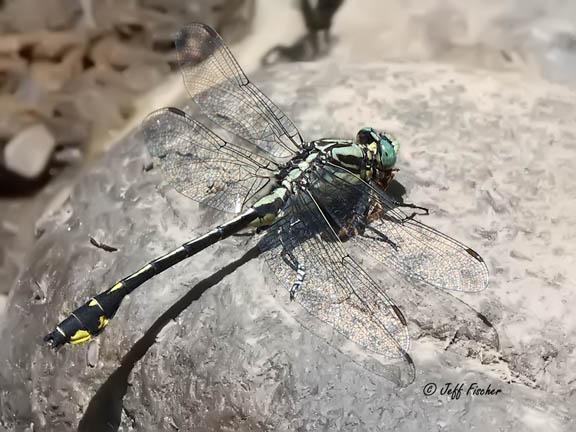 Photo of Midland Clubtail