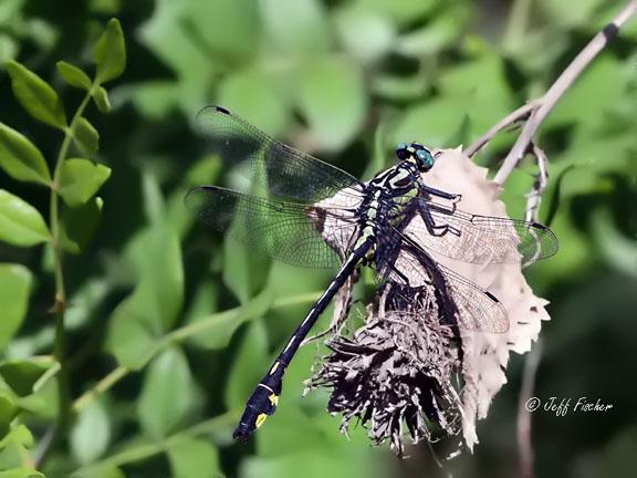 Photo of Splendid Clubtail