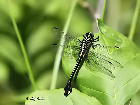 Photo of Cobra Clubtail